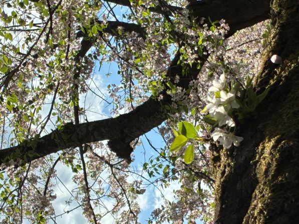 kenwood cherry 3.jpg